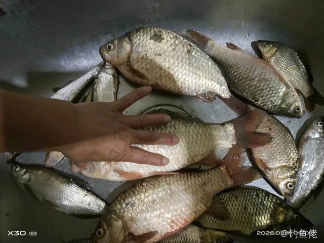 鲫鱼钓获 0.5kg