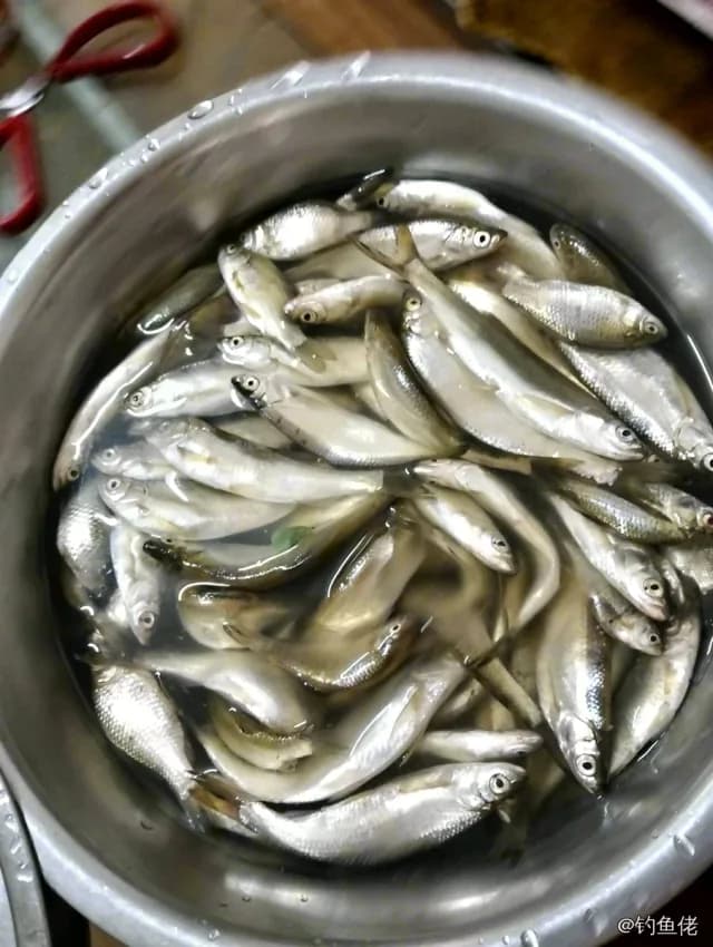 翘嘴鲌钓获 2.2kg