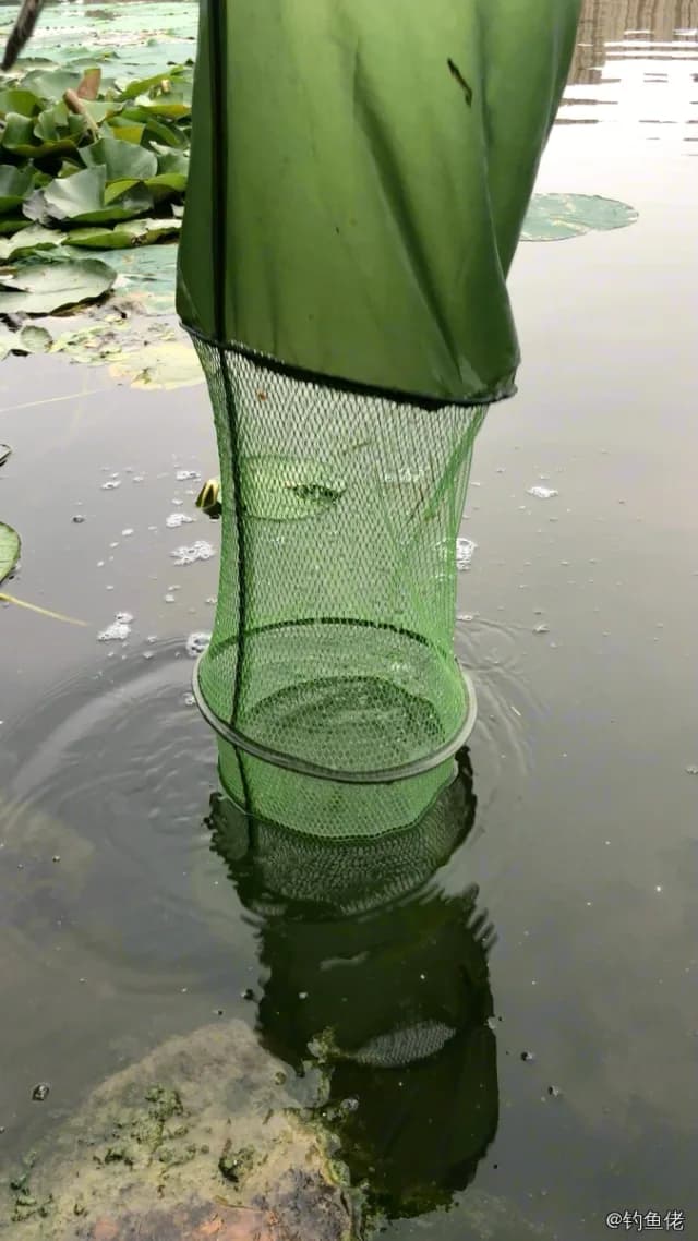 翘嘴鲌钓获 3kg