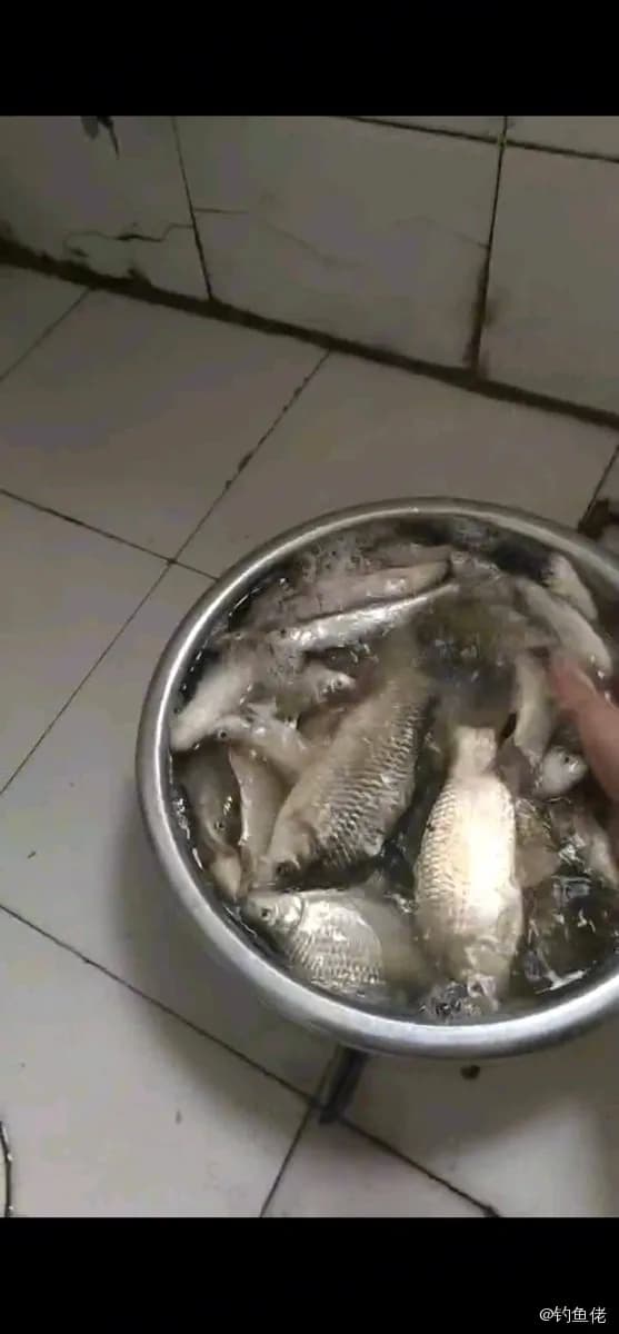 鲫鱼钓获 0.45kg