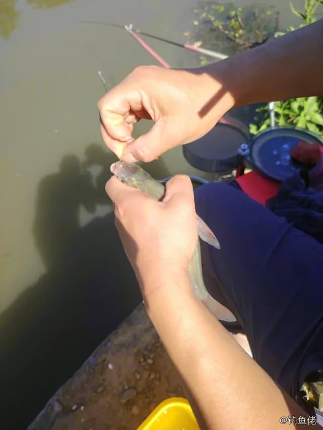 乌鳢钓获 1kg