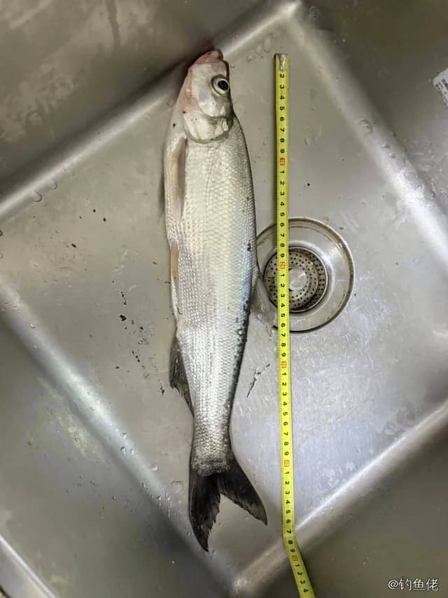 翘嘴鲌钓获 1kg