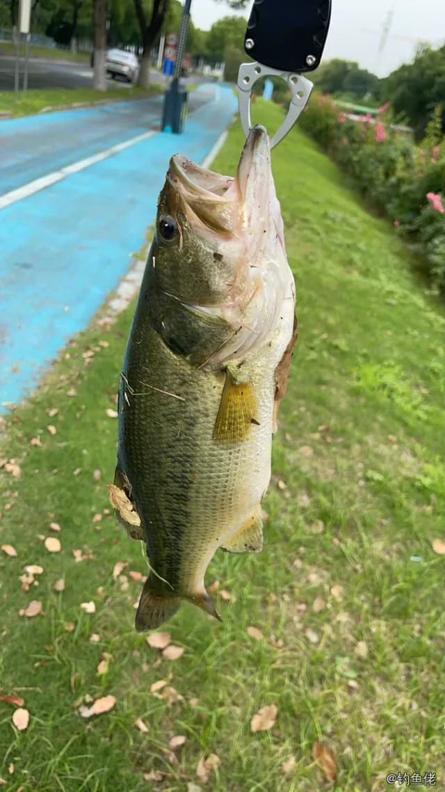 大口黑鲈钓获 2.8kg