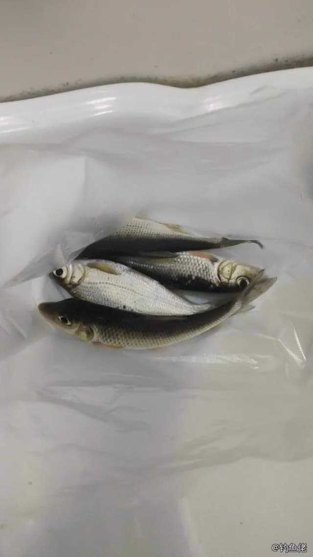 唇䱻钓获 0.1kg