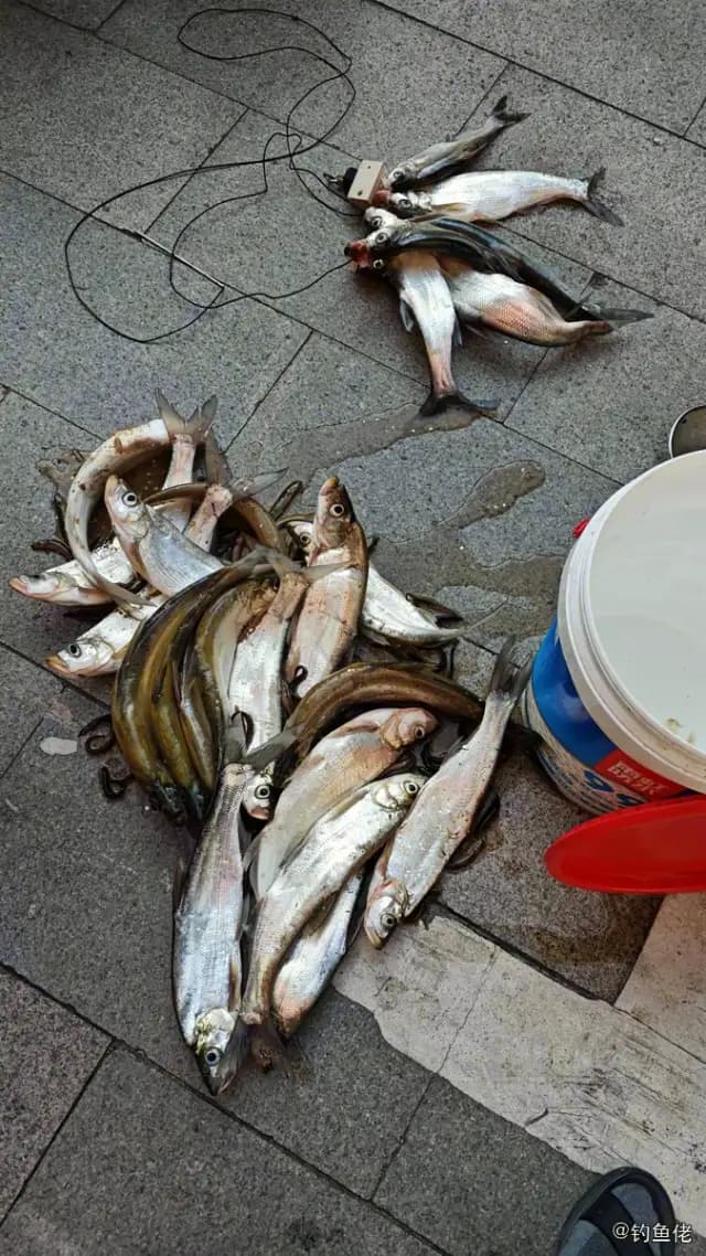 白条钓获 0.4kg