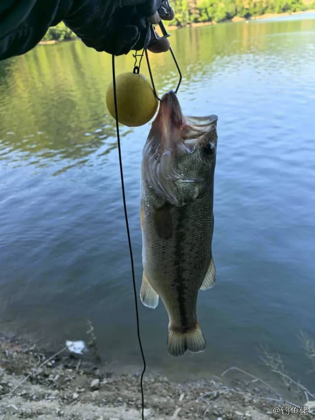 大口黑鲈钓获 1.8kg