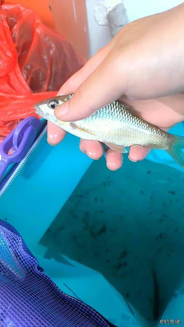麦穗鱼钓获 