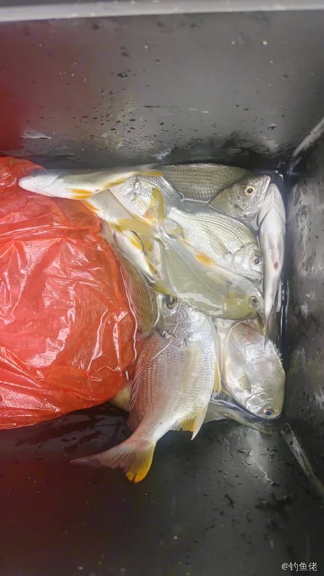 平鲷钓获 0.9kg
