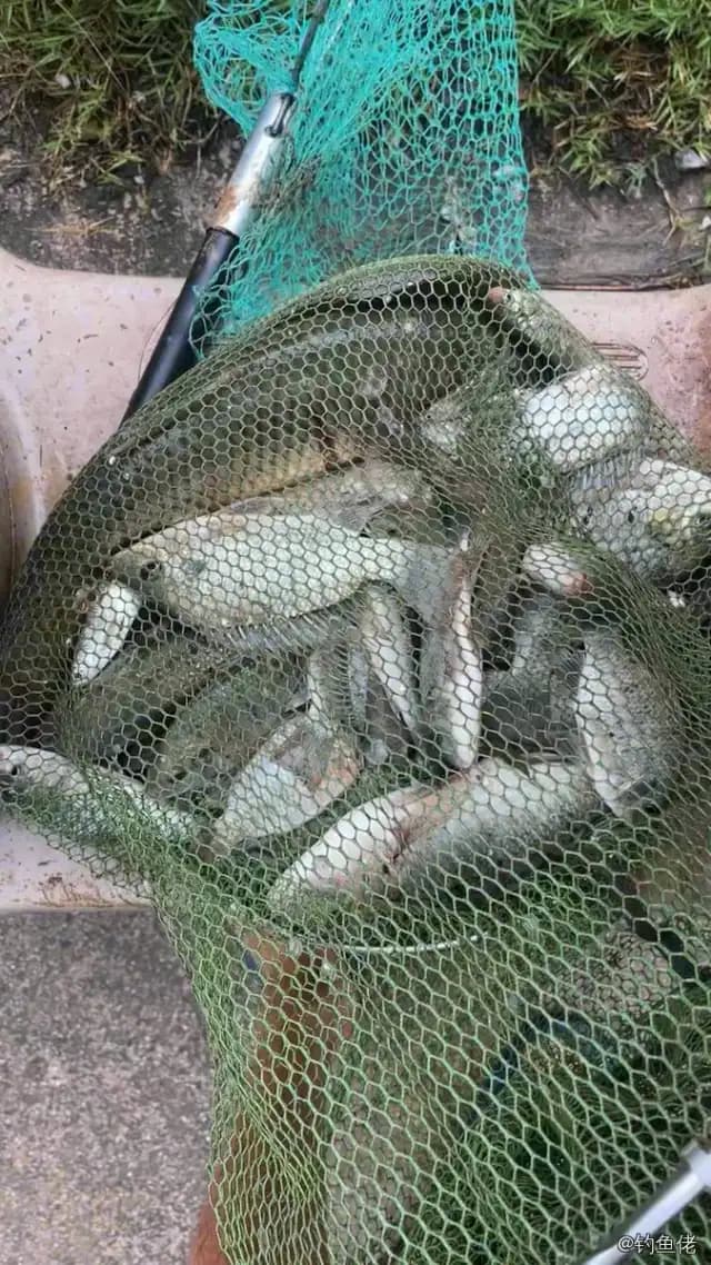 尼罗非鲫钓获 1.5kg