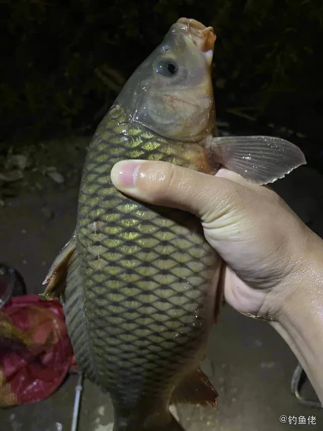 鲤鱼钓获 1.4kg