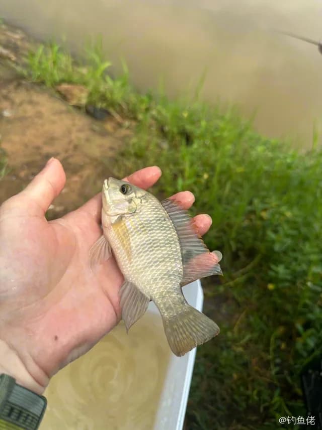 吉利非鲫钓获 0.2kg