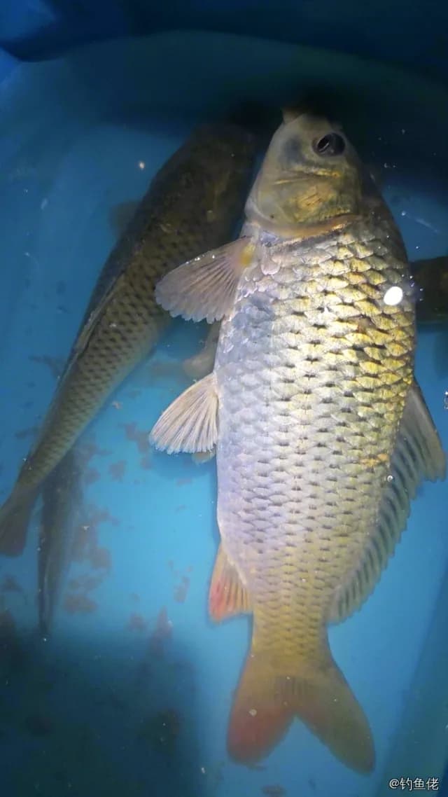 鲤鱼钓获 6kg
