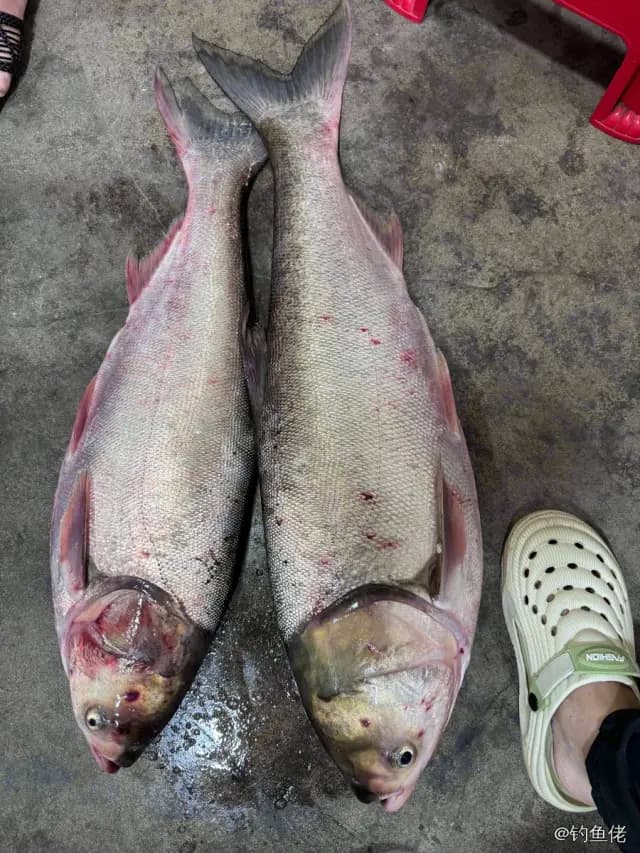 鲢鱼钓获 8.6kg