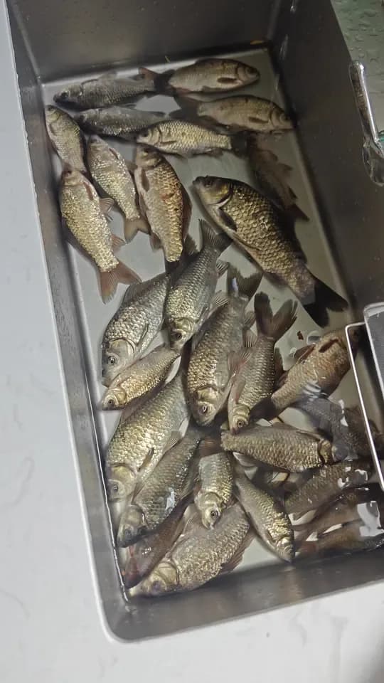 鲫鱼钓获 0.45kg
