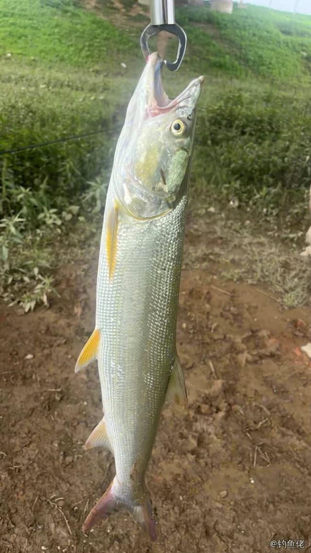 鳡鱼钓获 2.3kg
