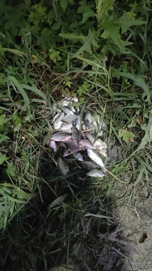 鲫鱼钓获 1.3kg