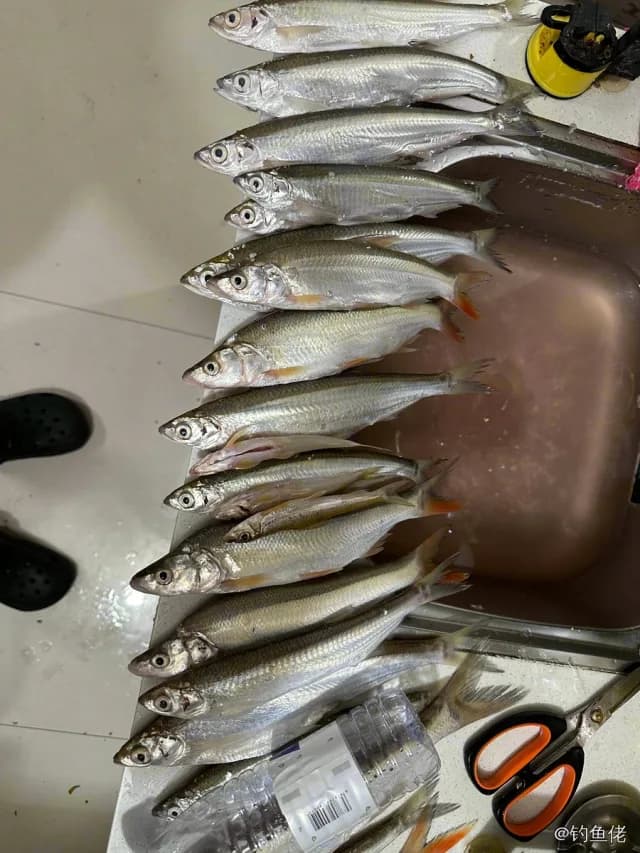 太平洋玉筋鱼钓获 1kg