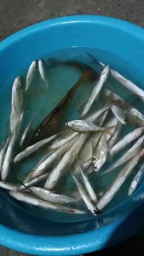 香鱼钓获 0.05kg