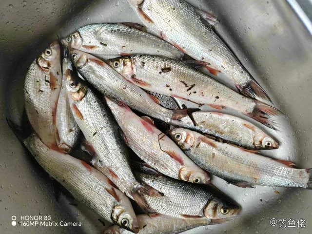 圆吻鲴钓获 0.6kg