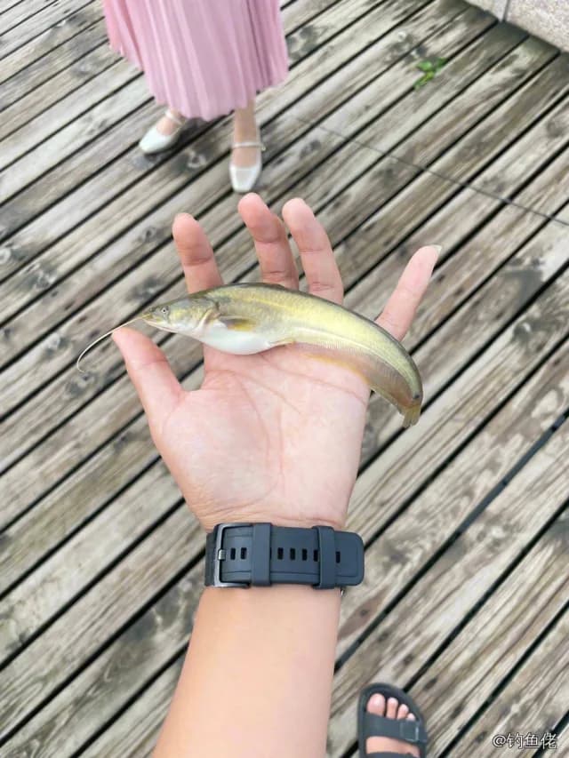 鲶鱼钓获 3kg