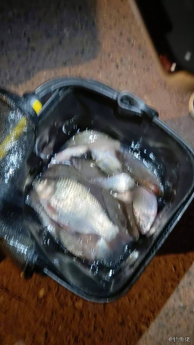 鲫鱼钓获 1.3kg