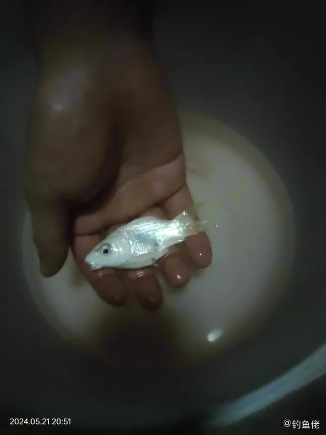 茉莉花鳉钓获 0.01kg