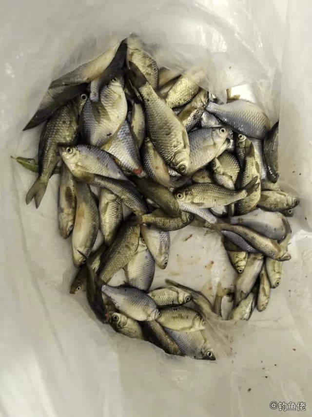 鲫鱼钓获 0.45kg