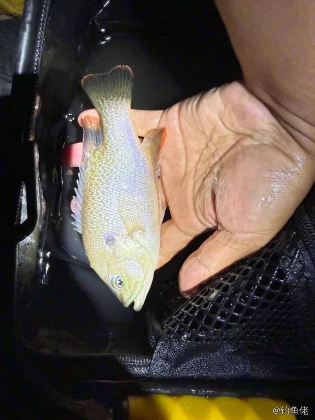 蓝太阳鱼钓获 0.1kg