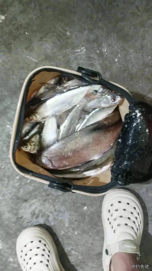 翘嘴鲌钓获 3kg