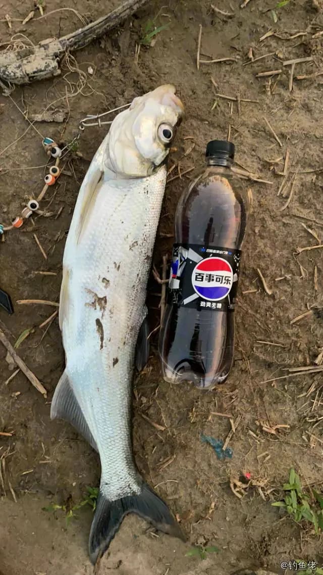 翘嘴鲌钓获 2.3kg