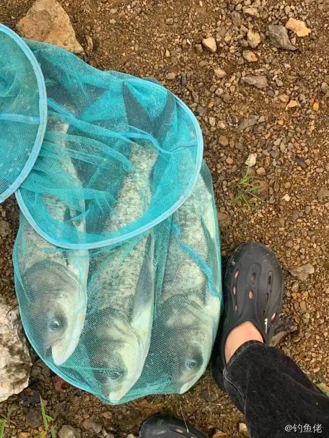 鳙鱼钓获 2.8kg
