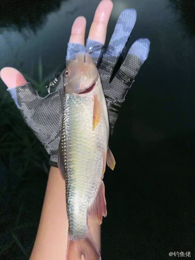 马口鱼钓获 1.2kg
