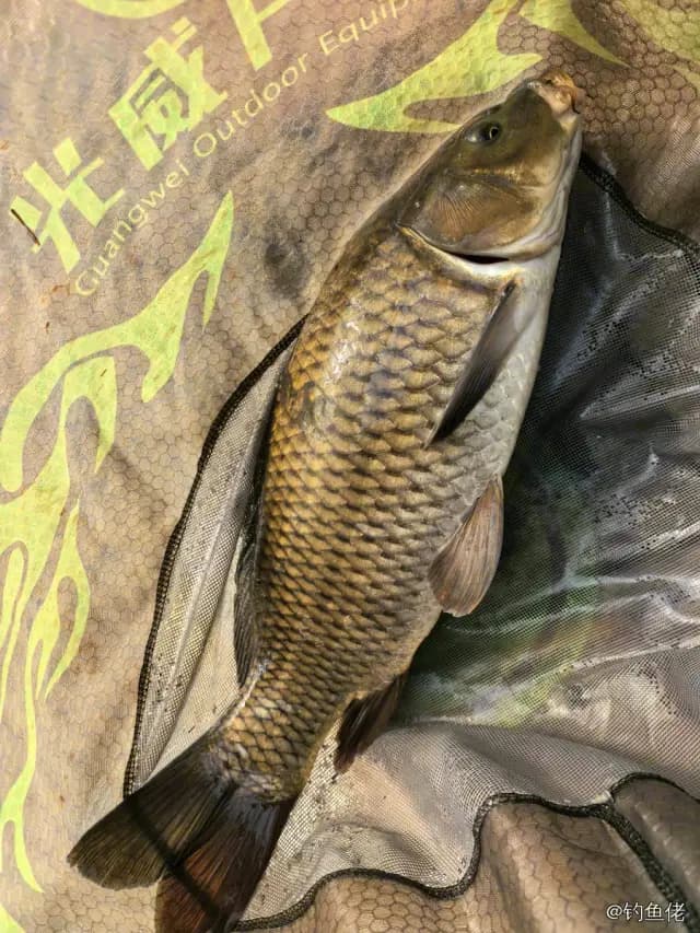 鲤鱼钓获 2.7kg