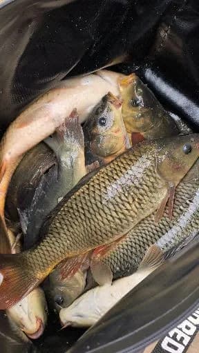 鲤鱼钓获 4kg