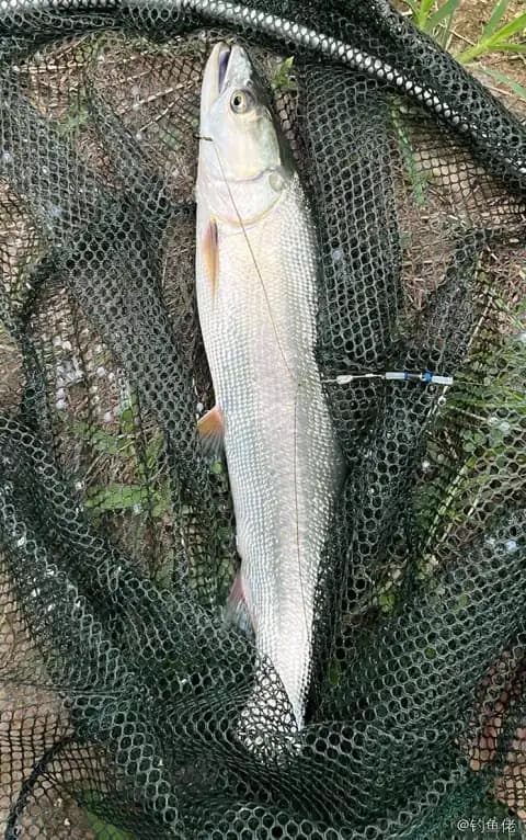 鳡鱼钓获 1.2kg