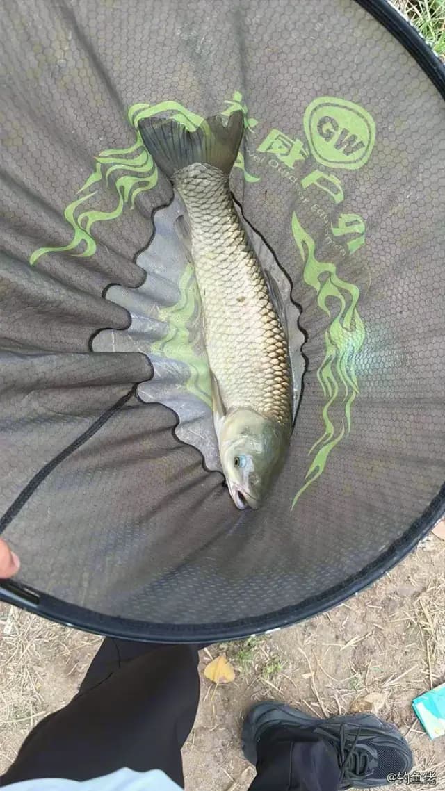 鲤鱼钓获 5.3kg