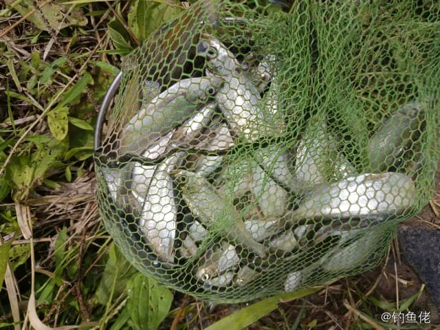 翘嘴鲌钓获 0.2kg