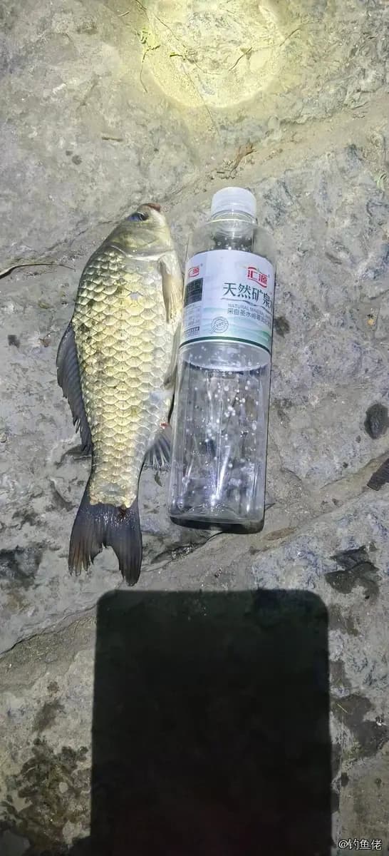 鲫鱼钓获 0.45kg