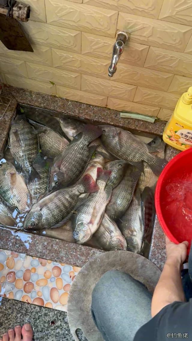 尼罗非鲫钓获 1.8kg