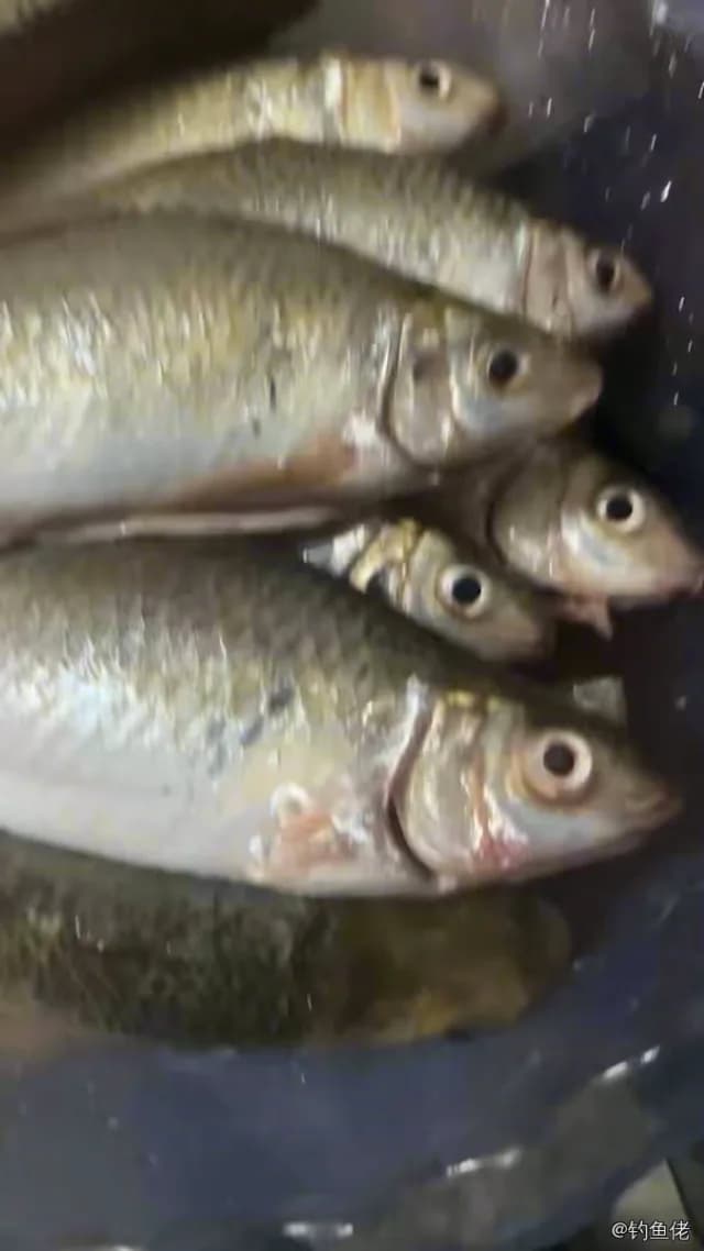 金色小沙丁鱼钓获 1.5kg
