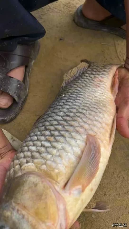 鲤鱼钓获 2.6kg