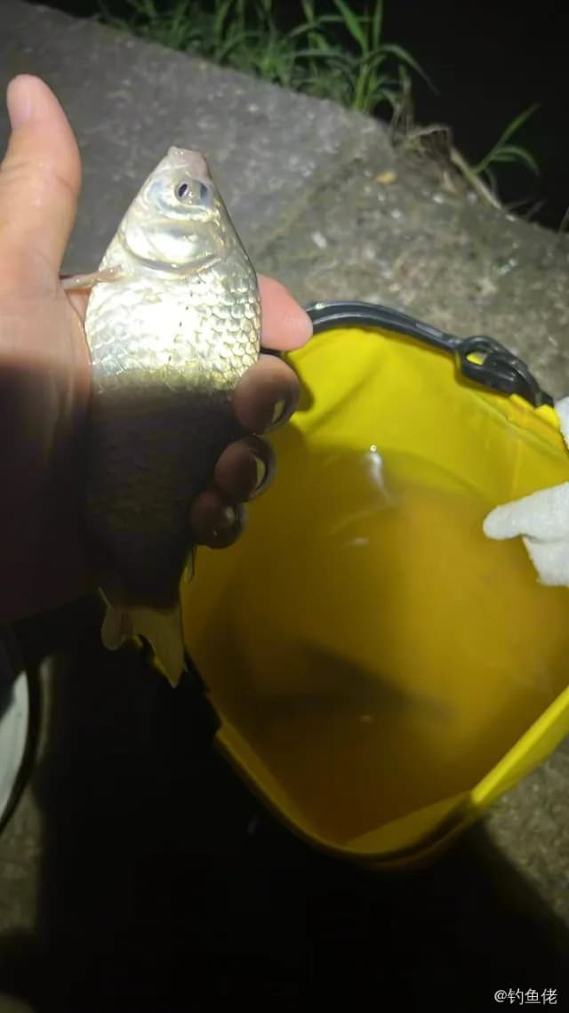 鲫鱼钓获 0.45kg