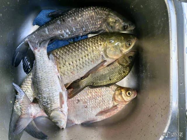 草鱼钓获 1.5kg