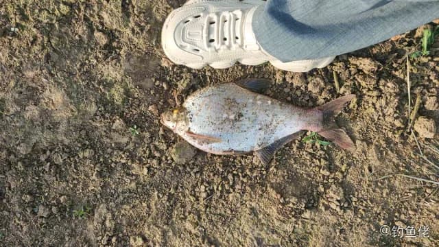 鳊鱼钓获 0.9kg