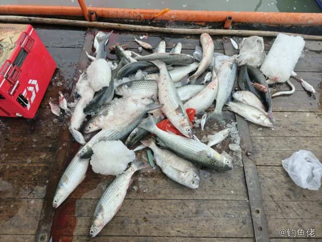 鲻鱼钓获 0.8kg