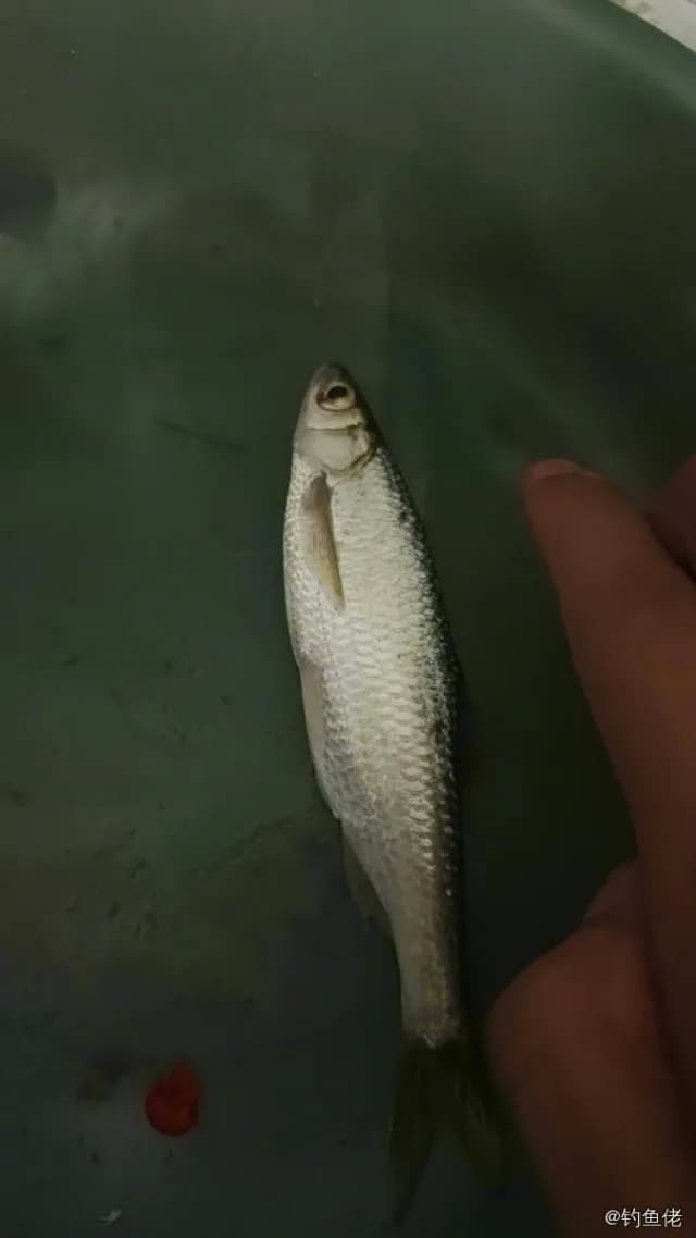 白条钓获 0.03kg