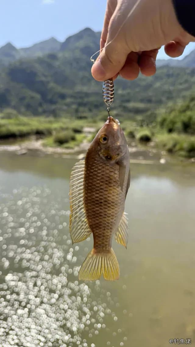吉利非鲫钓获 0.3kg