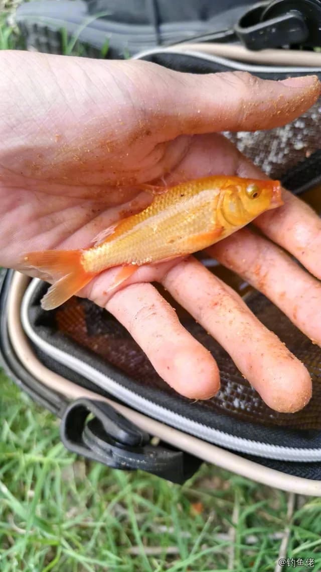 金鱼钓获 0.3kg