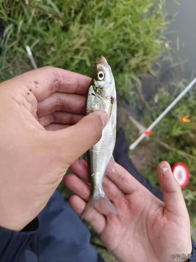 翘嘴鲌钓获 