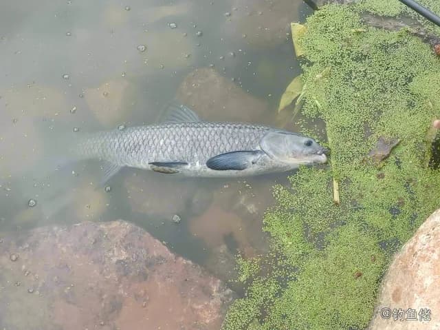 青鱼钓获 8kg